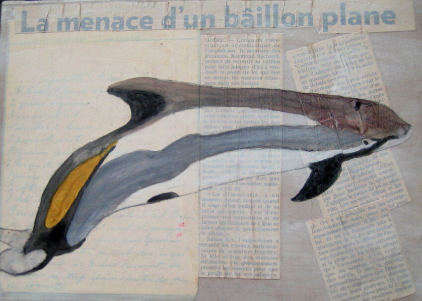 Sarah Thibault, Dauphin à Flancs Blancs
