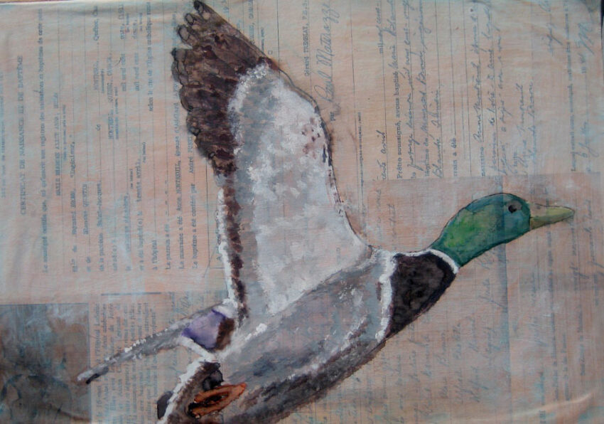 Ivanie B.,Canard Colvert
