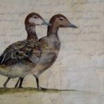 Eider à Duvet