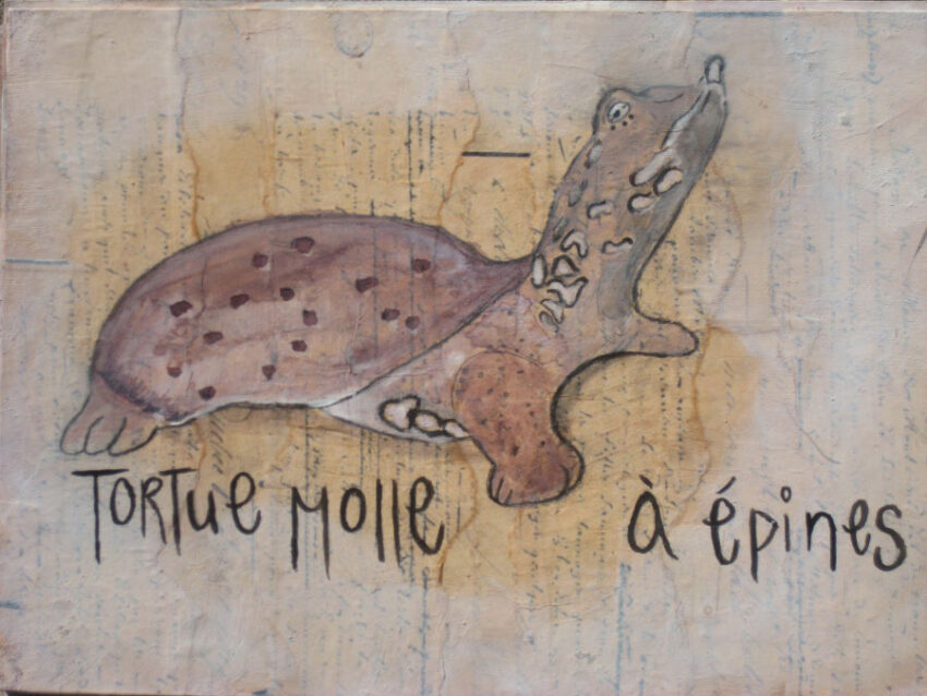 Kayla Fanning, Tortue Molle à Épines
