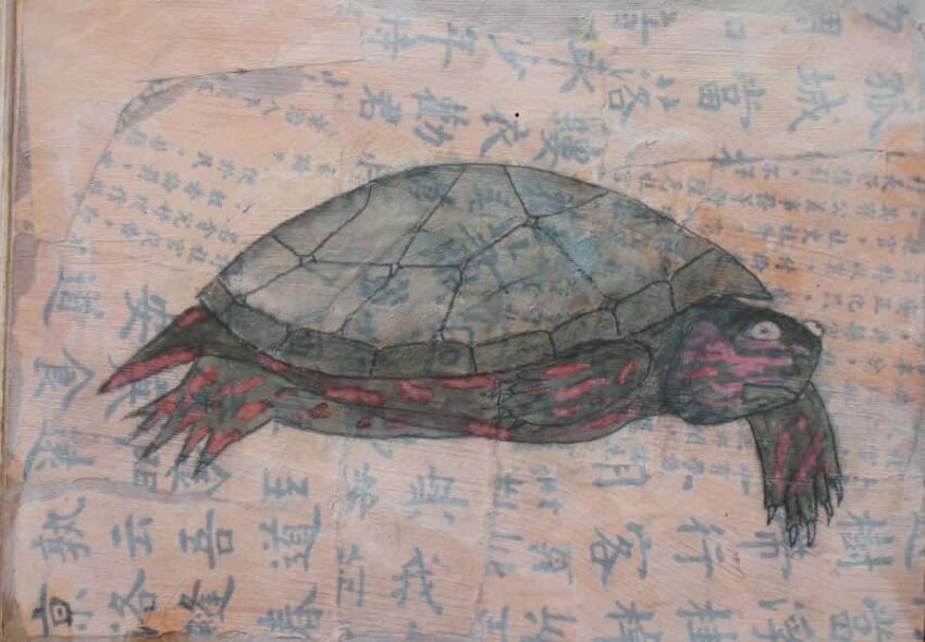 Tortue peinte de l'est