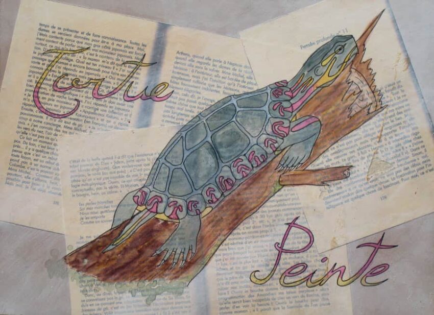 Tortue peinte de l'este